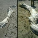 Sea Monster Washes Up In Spain