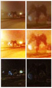 Winged Creature Midnight Hollow