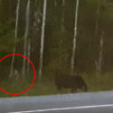 Mysterious Creature Roadside In Canada