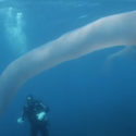Divers Encounter Strange Deep-Sea Worm